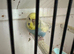 Nice hen budgie for sell