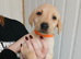 2 female labrador retriever puppies