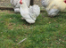 Lavender Pekin Bantam hatching eggs