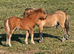 Chestnut Mushroom Miniature Shetland Colt