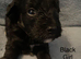 Gorgeous Schnoodle puppies