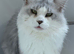 Stunning Maine coon available