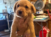 Fox red labradors