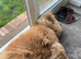 Chow chow female for re homing