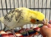 Lovely male cockatiel.