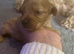 3 cockapoo puppies