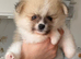 SNOW WIHTE POMERANIAN FOR SALE