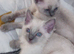 Ragdoll kittens