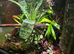 Fully Bioactive Dart Frog Vivarium Setup &ndash; 45x45x45 Exo Terra &ndash; Planted & Automated
