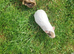 Female ginea Pigs