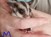 Pair of young sugar gliders