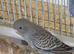 Black faced / winged budgie