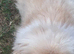 Rare Pekingnese apricot & white boy 13 months