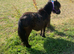 Gorgeous Mini Black Shetland Mare Perfect Companion