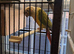 Proven Pair of Conures