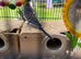 Burdgies