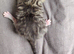 Need Rehoming as soon as possible