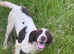 Young Springer dog looking for the best of homes!