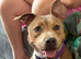 Staffie girl for sale