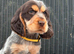 KC registered Show Type Cocker Spaniel Pups DNA tested