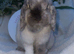 Mini lop doe