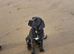 Female cane corso