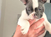 STUNNING PIED FRENCH BULLDOG MALE
