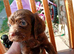 cocker spaniels