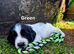 Working Springer Spaniels