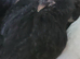 3 x Black Barbu D'uccle pullets