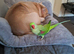 Beautiful female alexandrine