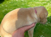 KC registered Labrador retriever puppy's