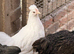 Australorp x Barnevelder