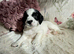 Gorgeous Sprocker Spaniel pups