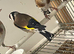 Goldfinch