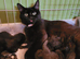 Gorgeous kittens looking for furever homes