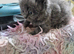 British short haired cross kittens for sale