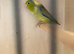 Male Parrotlet