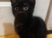 Kittens for Sale (2 months old)