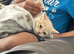 Cream british short hair (Emergency rehoming)
