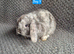 Mini Lop Bunnies