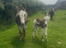Donkey Jenny and foal at foot