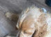 Kg reg female show cocker spaniel
