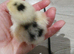 .millie fleur bantam hatching eggs 6