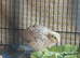 Lovely very young Coturnix Quail Chicks - one male and 2 hens sold as a TRIO &pound;24 (they are smaller size