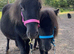 Beautiful Pair Of Falabellas Half Sisters