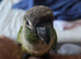 Conures x8 pineapple,crimson,green cheeks,turquoise
