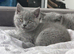2 Male British Shorthairs Available for sale