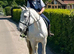 For share 17.3hh Irish gelding 1/2 days per week.
