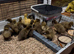 Khaki Campbell ducklings for sale
